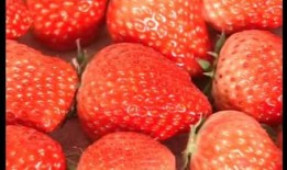 国产视频草莓,甜蜜滋味，映照时代光影