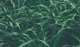 青草青青国产视频