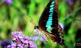 国产采精小蝴蝶