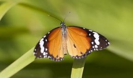 国产采精小蝴蝶