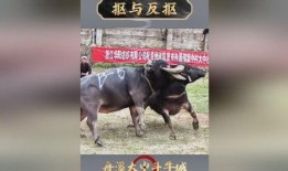 牛牛国产视频,探寻本土影视的魅力与风采