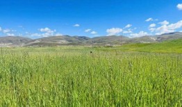 青青草原国产,绿色生态与和谐发展的奇迹之旅