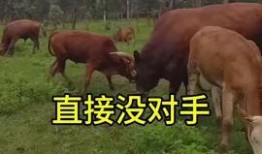牛牛国产视频,探寻本土影视的魅力与风采