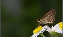 国产采精小蝴蝶