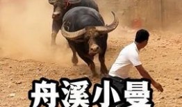 牛牛国产视频,探寻本土影视的魅力与风采